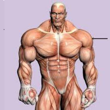 Best-Steroids-in-Bodybuilding.-Determine.jpg