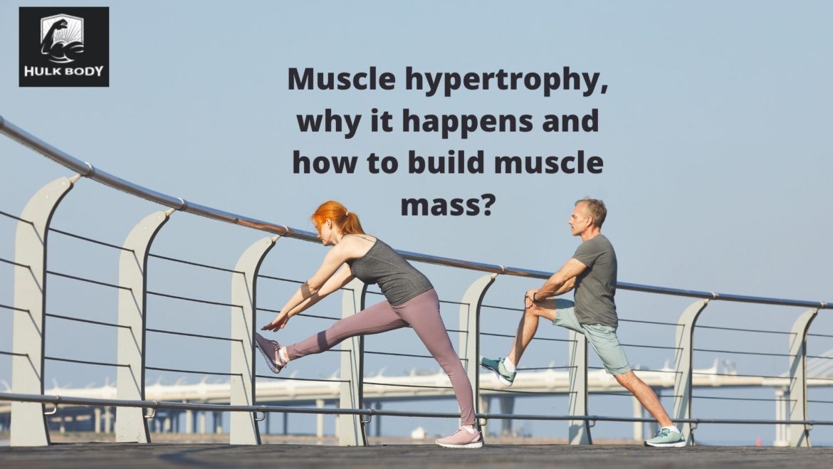 Muscle hypertrophy, why it happens and how to build muscle mass