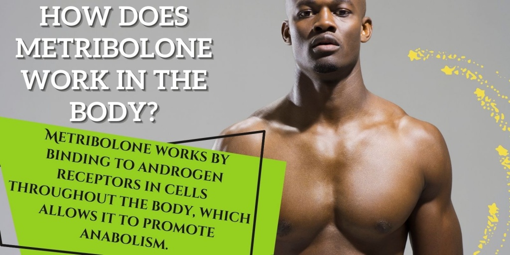 How does Metribolone work in the body_