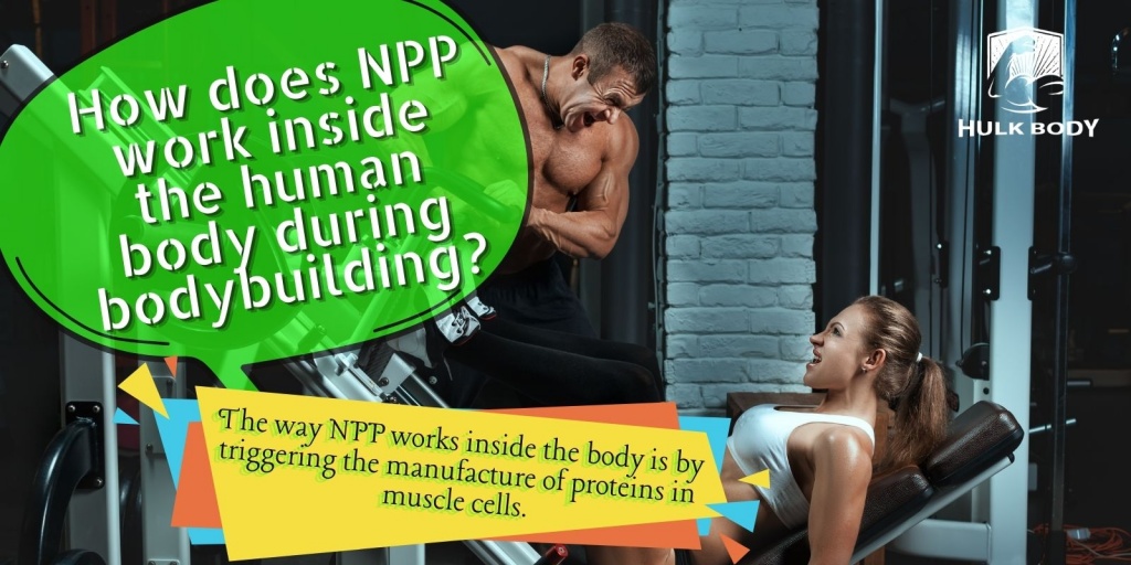 How does NPP work inside the human body during bodybuilding