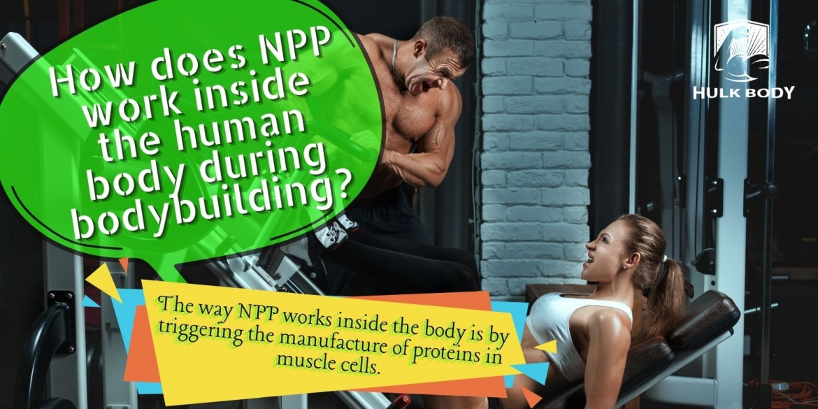 How-does-NPP-work-inside-the-human-body-during-bodybuilding.jpg